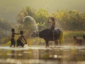 Forêt tropicale du Laos